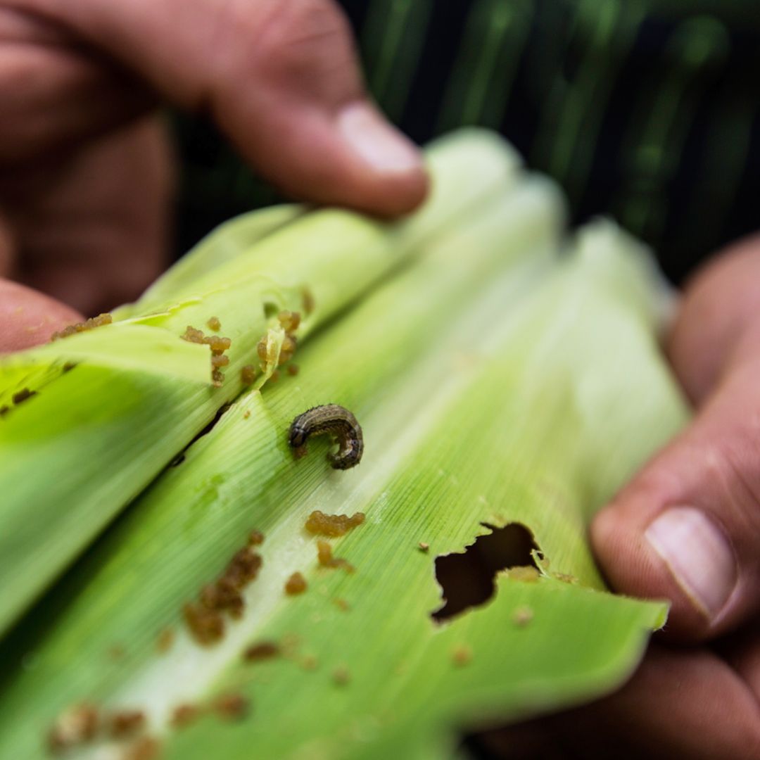An infestation of fall armyworms, a pest native to the Americas, is damaging crops across southern Africa, especially corn, threatening the livelihoods of the region's subsistence farmers.
