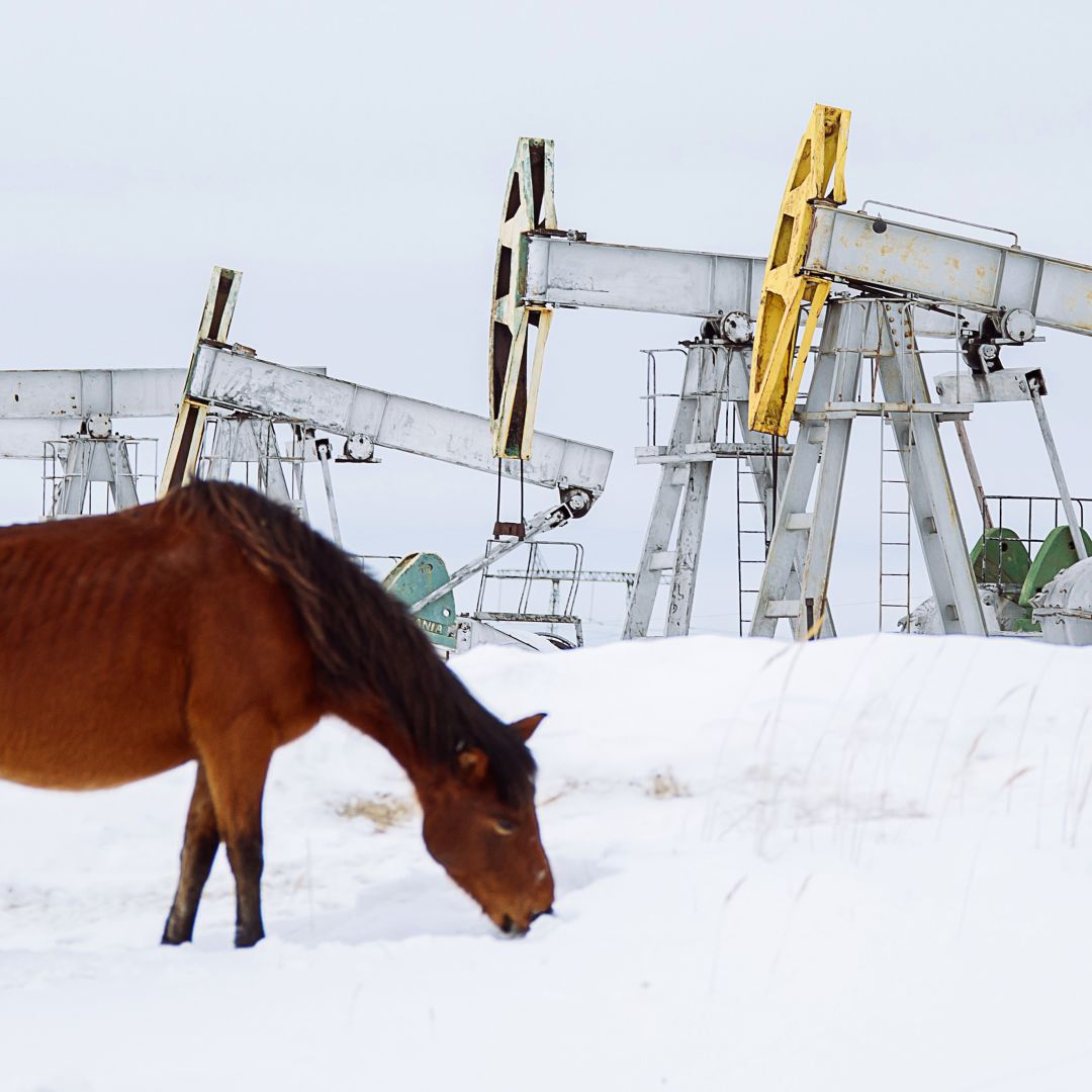 A horse grazes near oil pumpjacks outside the Russian city of Surgut on March 10, 2020. 