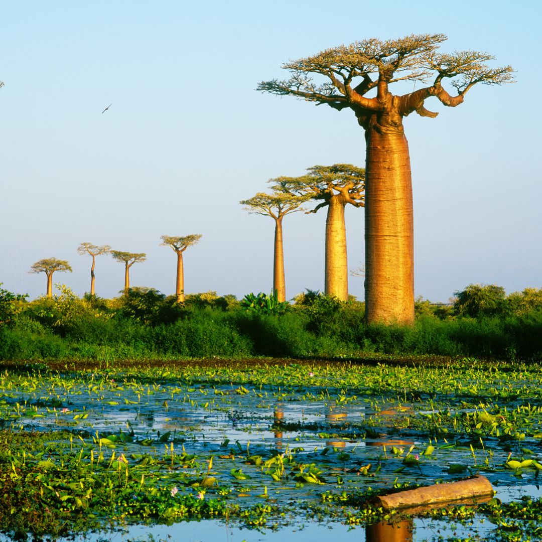 Covering an area that spans the entire width of the continent beginning at the Sahara Desert and ending at the southernmost tip of South Africa, Sub-Saharan Africa is home to countless cultures, languages, religions, plants, animals and natural resources.