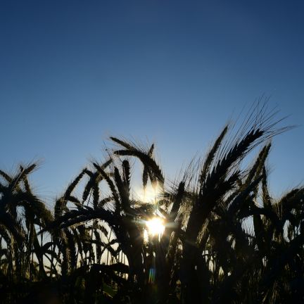 America's farming sector continues to sway the country's trade talks, but that might not still hold true in the future. Farmers' political clout may be waning, but agriculture is still a key talking point in trade deals.