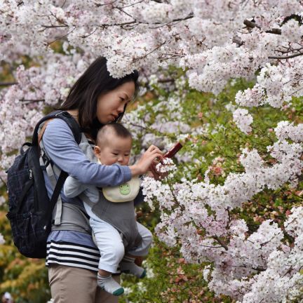 A mother takes photos with her baby under cherry blossoms in full bloom in Tokyo, Japan, on March 29, 2015. A mother takes photos with her baby under cherry blossoms in full bloom in Tokyo, Japan, on March 29, 2015.