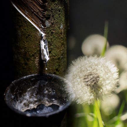 The growing demand for rubber could transform the humble dandelion from a pesky weed into a cash crop. A rubber tapper harvests sap from a rubber tree in Brazil.