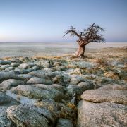 A lone tree stands amidst a rocky and barren landscape. 